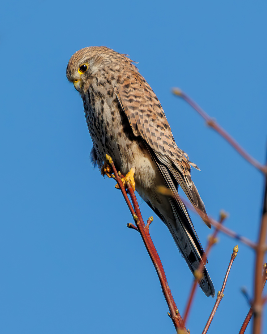 Turmfalke Weibchen auf der lauer...