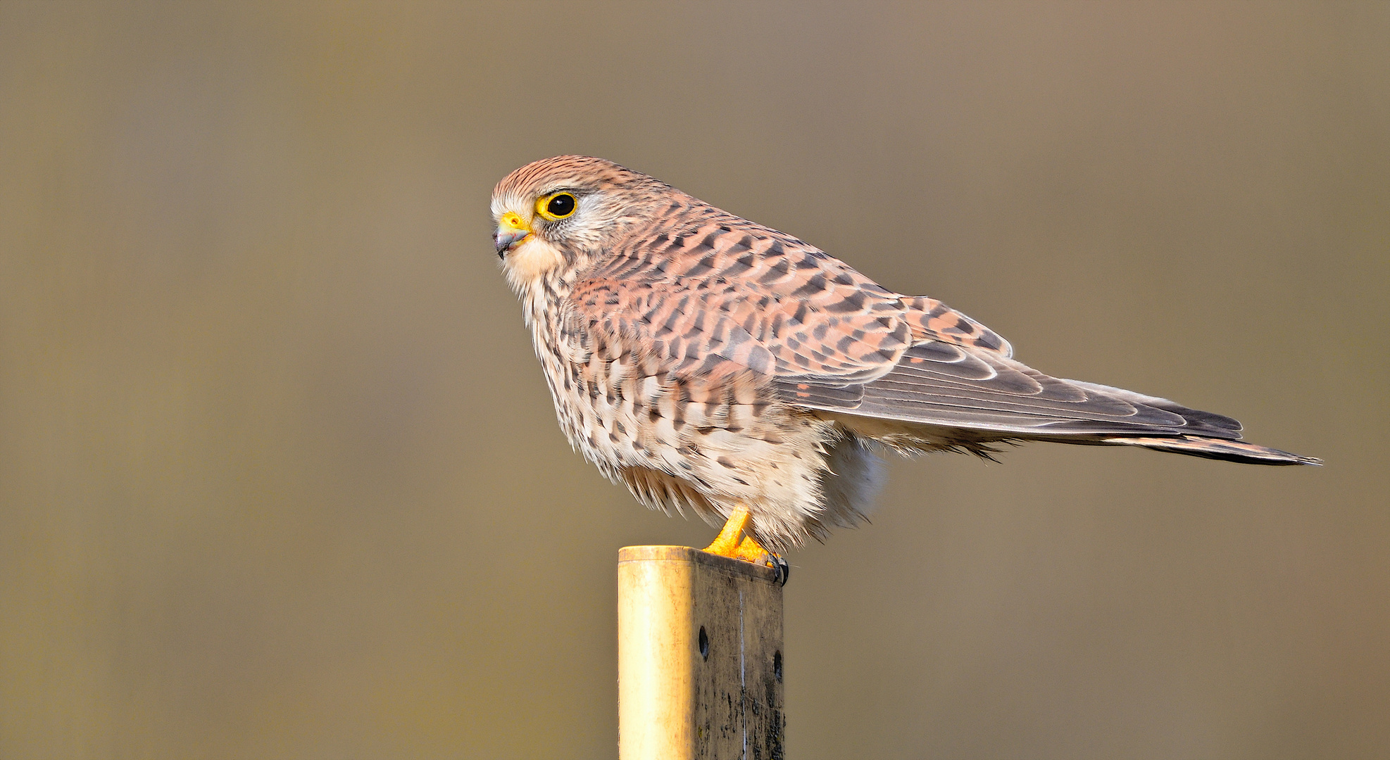 Turmfalke Weibchen