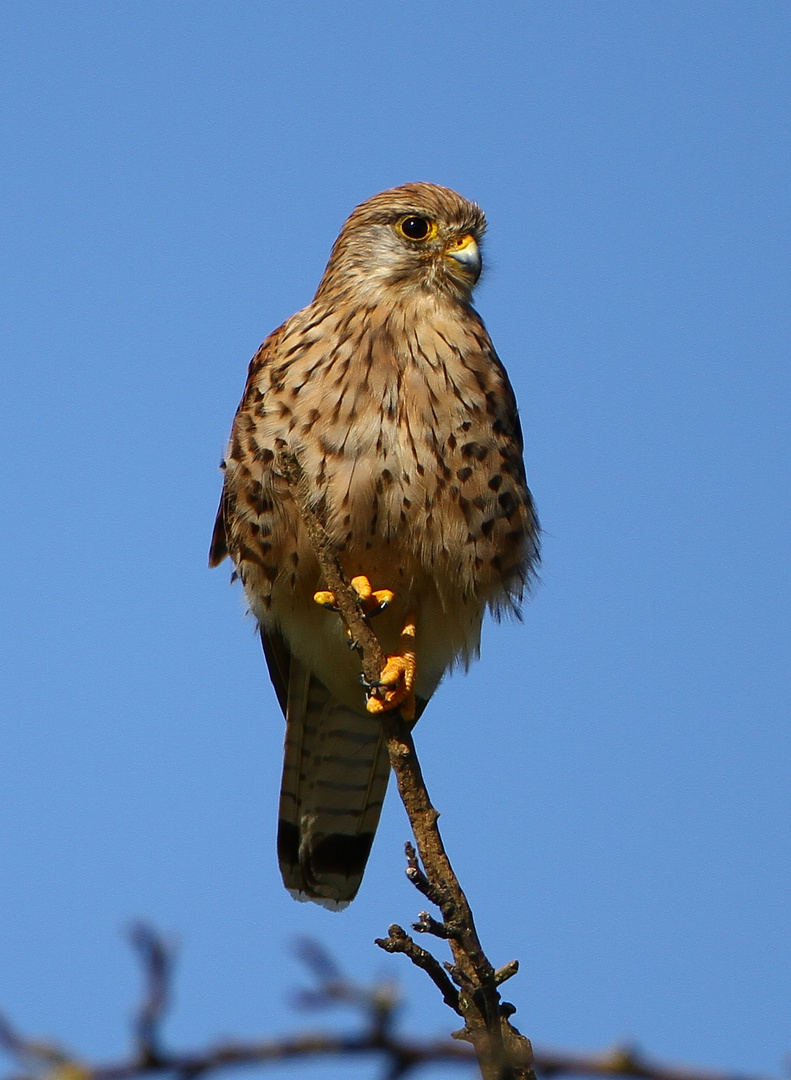 Turmfalke Weibchen