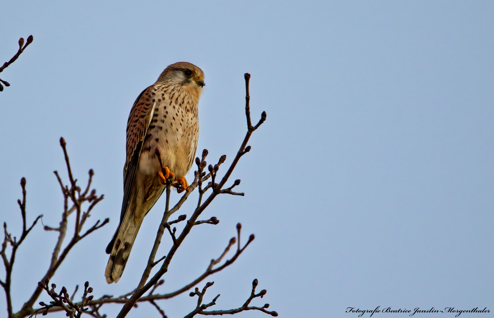 Turmfalke Weibchen