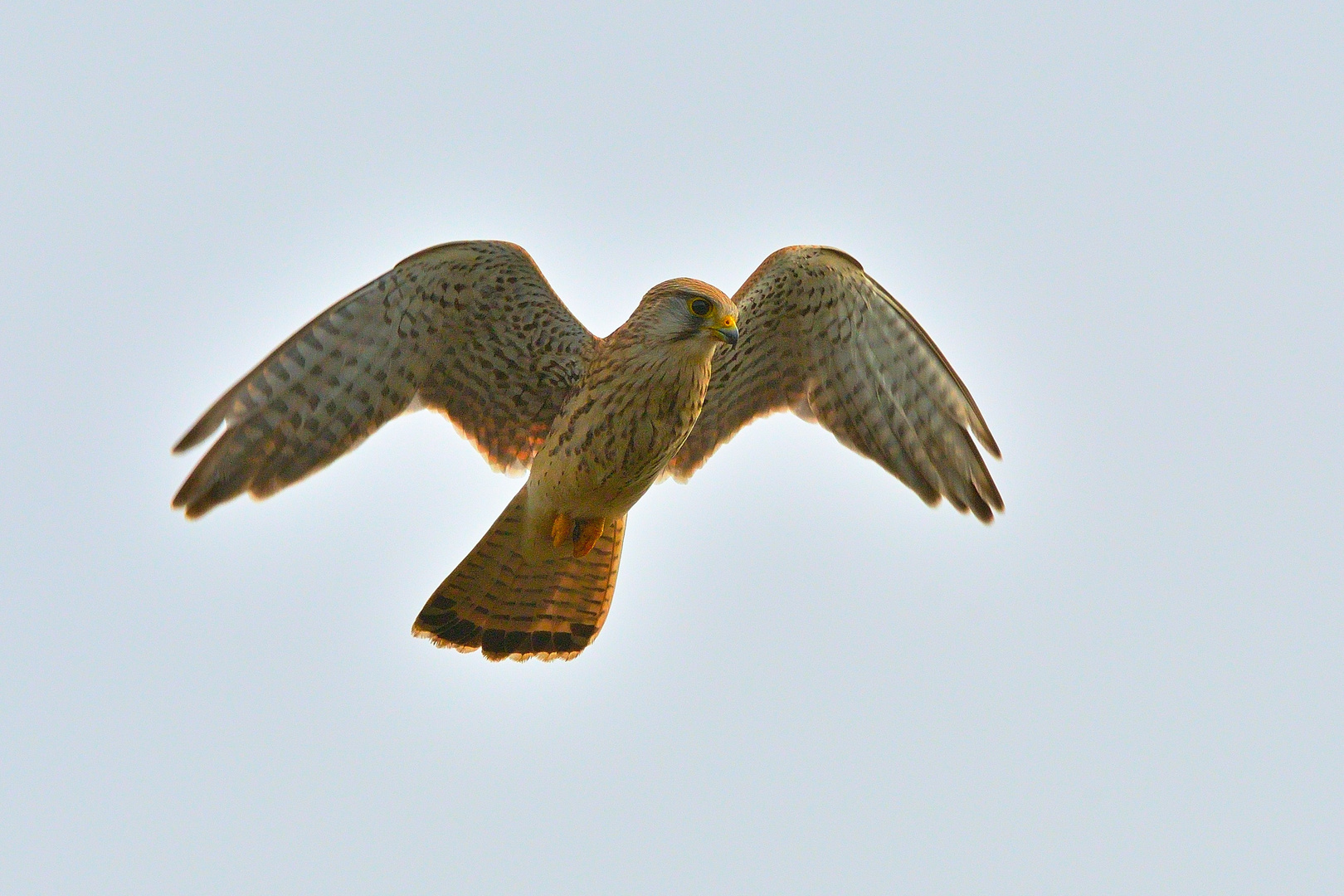 Turmfalke Weibchen