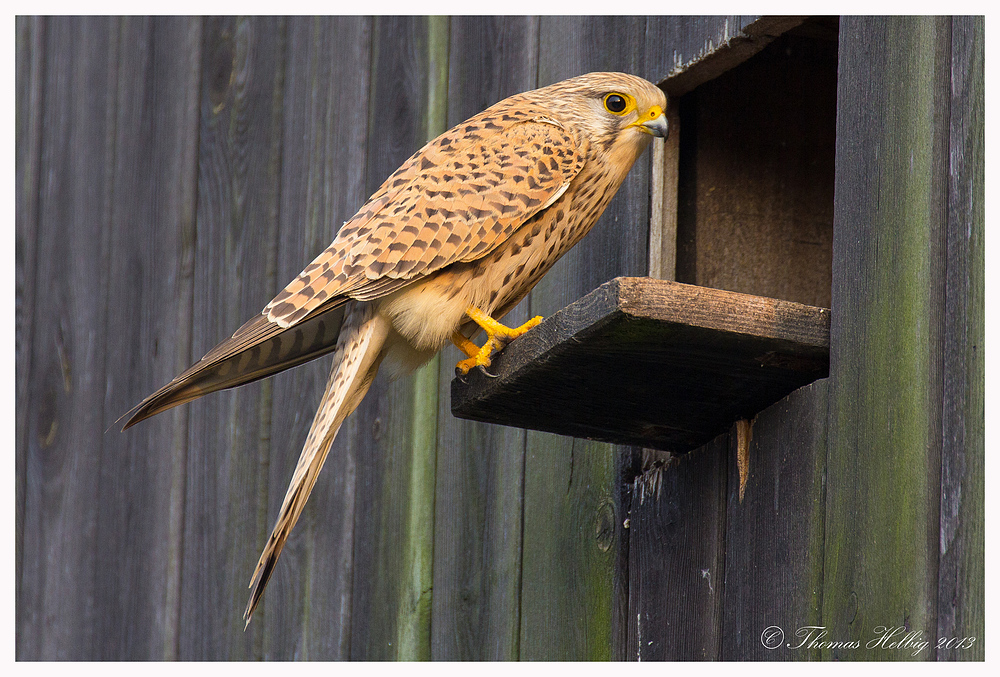 Turmfalke Weibchen (Falco tinnunculus)