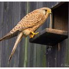 Turmfalke Weibchen (Falco tinnunculus)