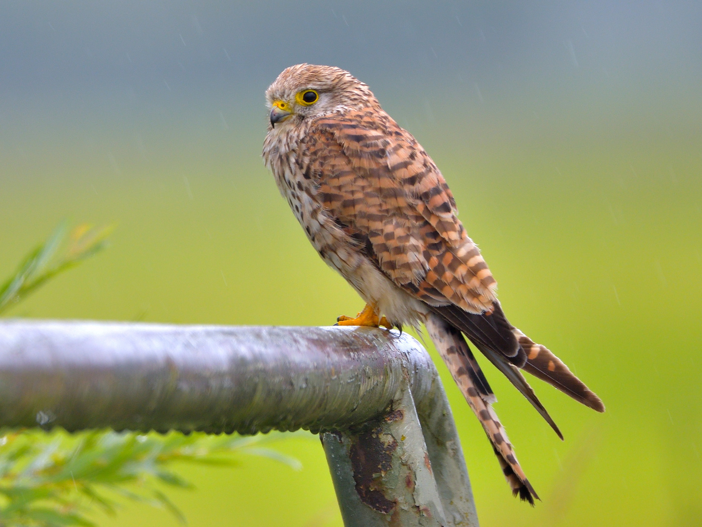 Turmfalke Weibchen (Falco tinnunculus)