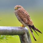 Turmfalke Weibchen (Falco tinnunculus)