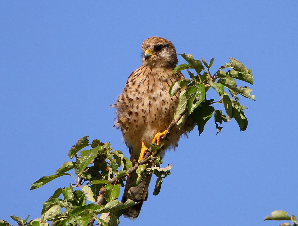 Turmfalke Weibchen II