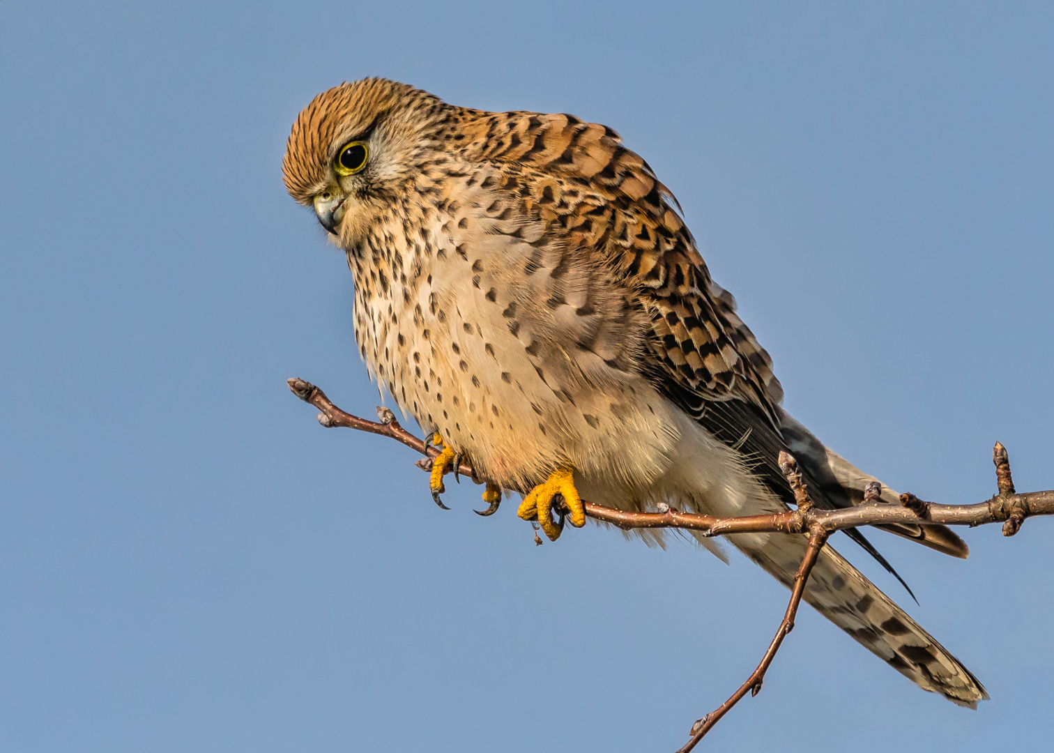 Turmfalke (weibl.)