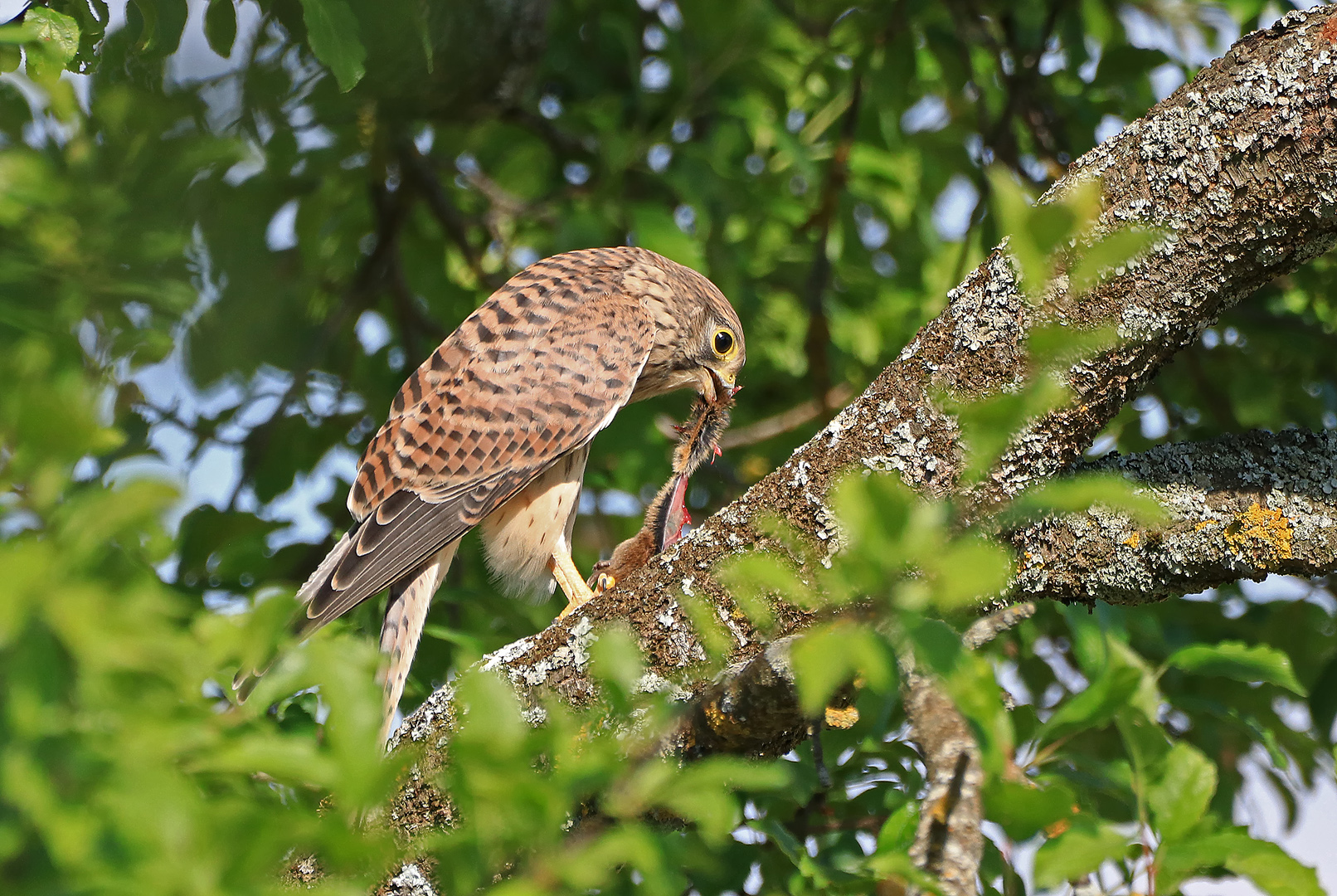 Turmfalke weibl. mit Beute  ND