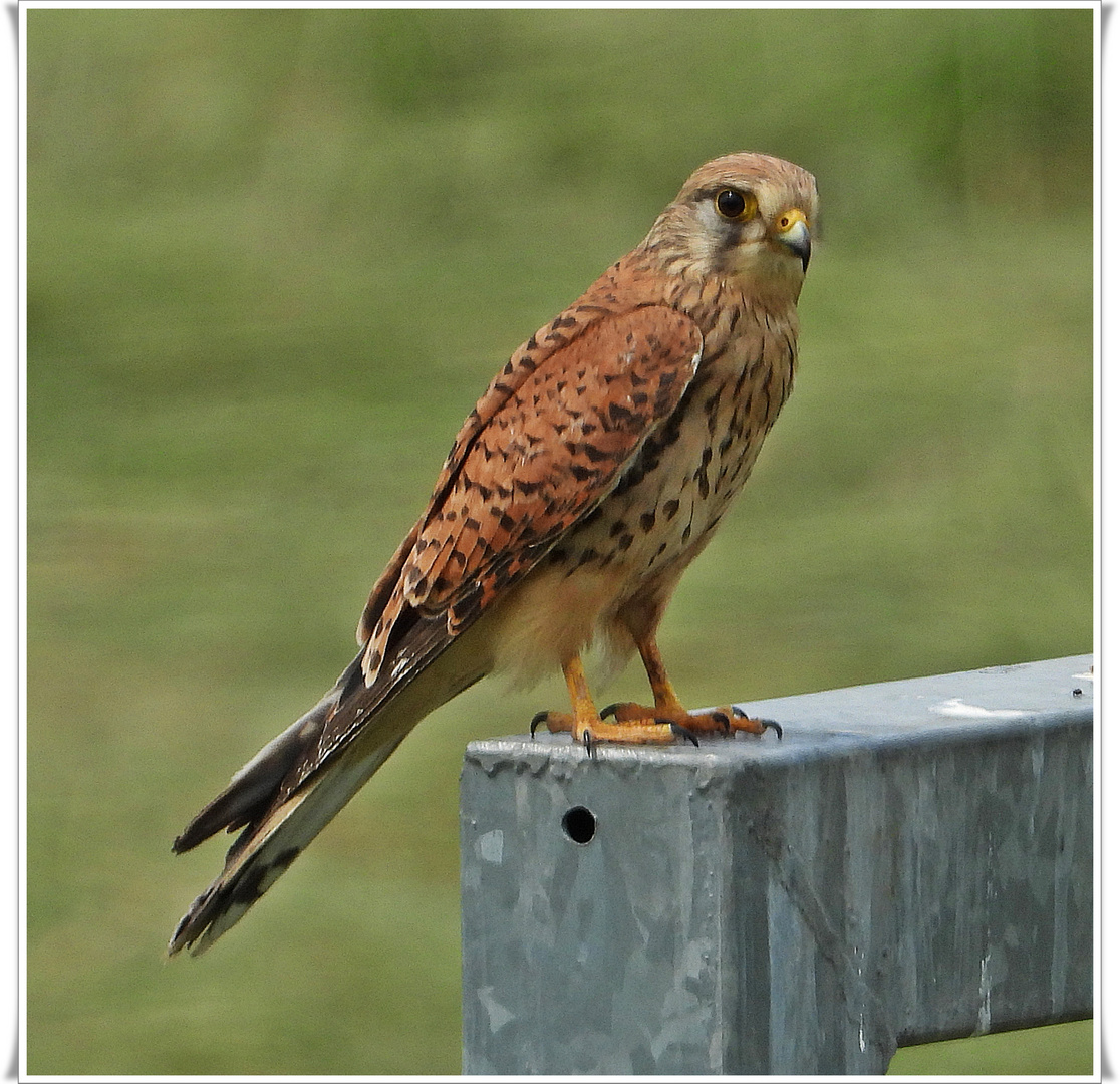 Turmfalke weiblich (03.06.2023)