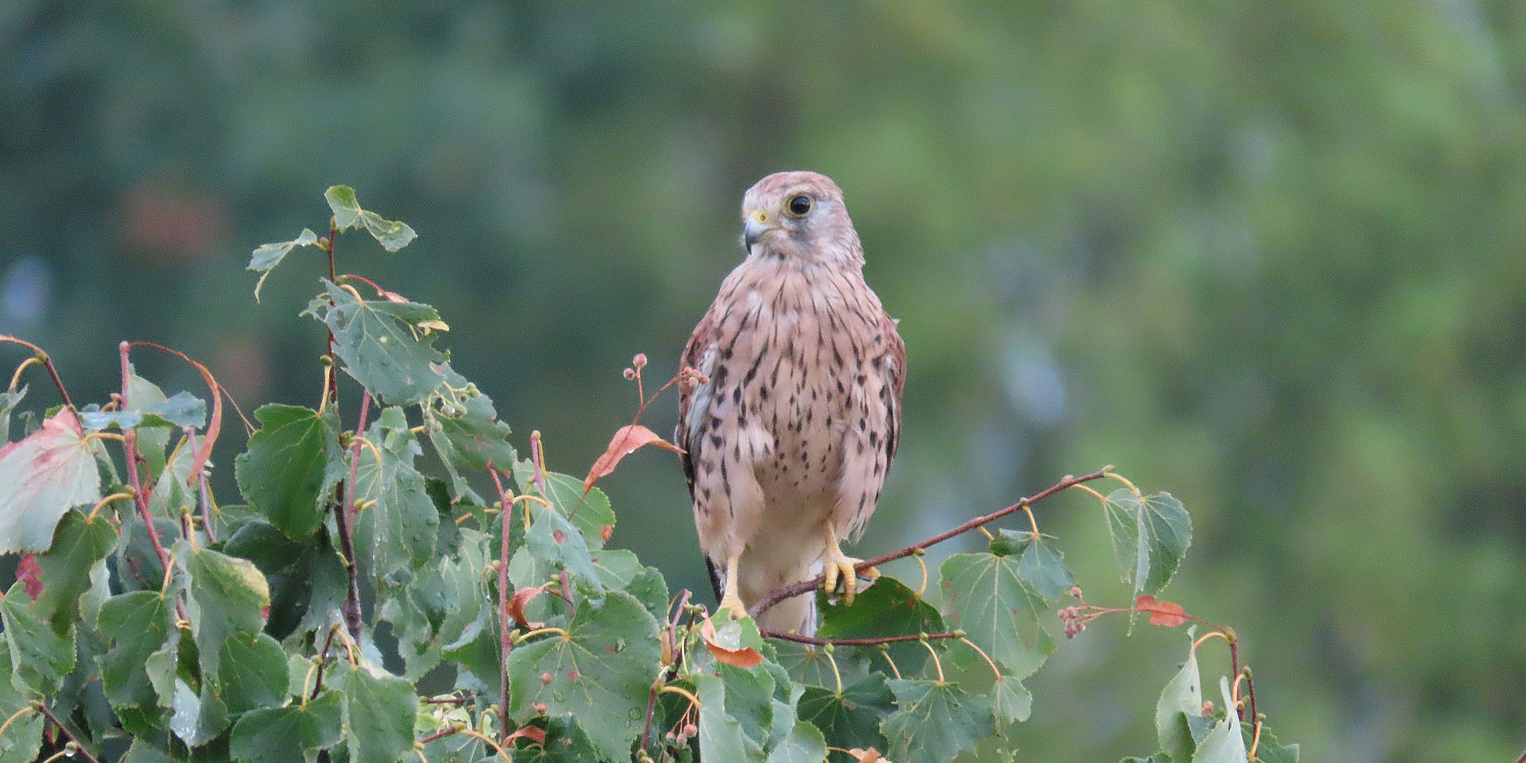 Turmfalke weiblich (05.08.2022)