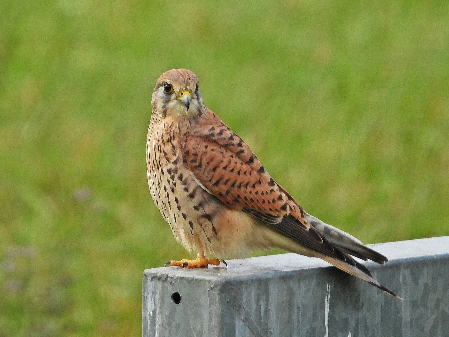 Turmfalke weiblich (07.10.2023)