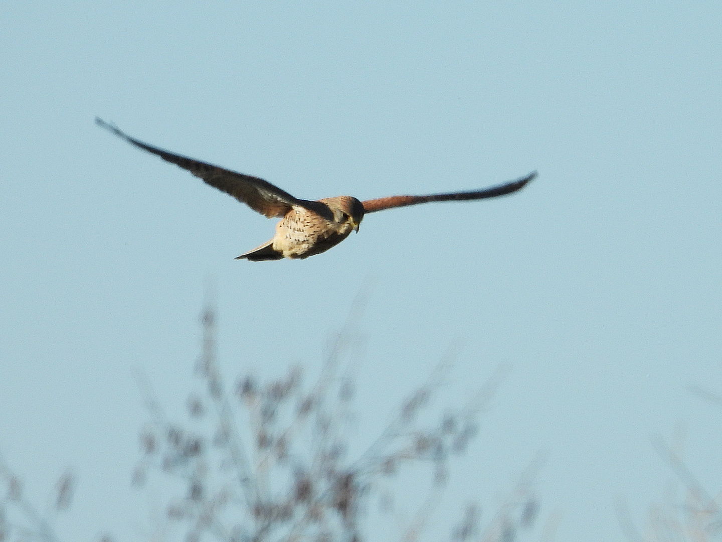 Turmfalke weiblich (09.01.2024)