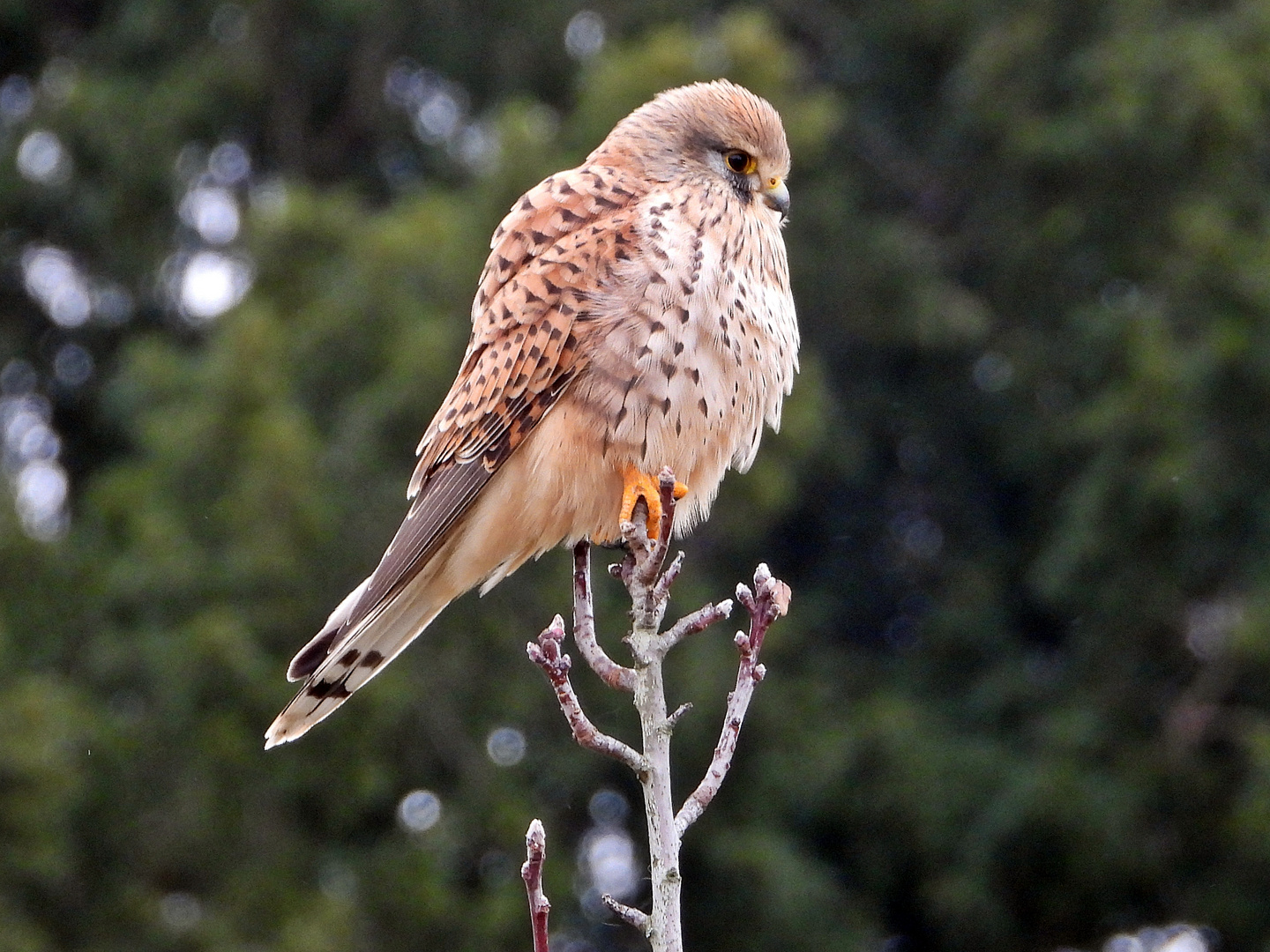 Turmfalke weiblich (12.01.2024)