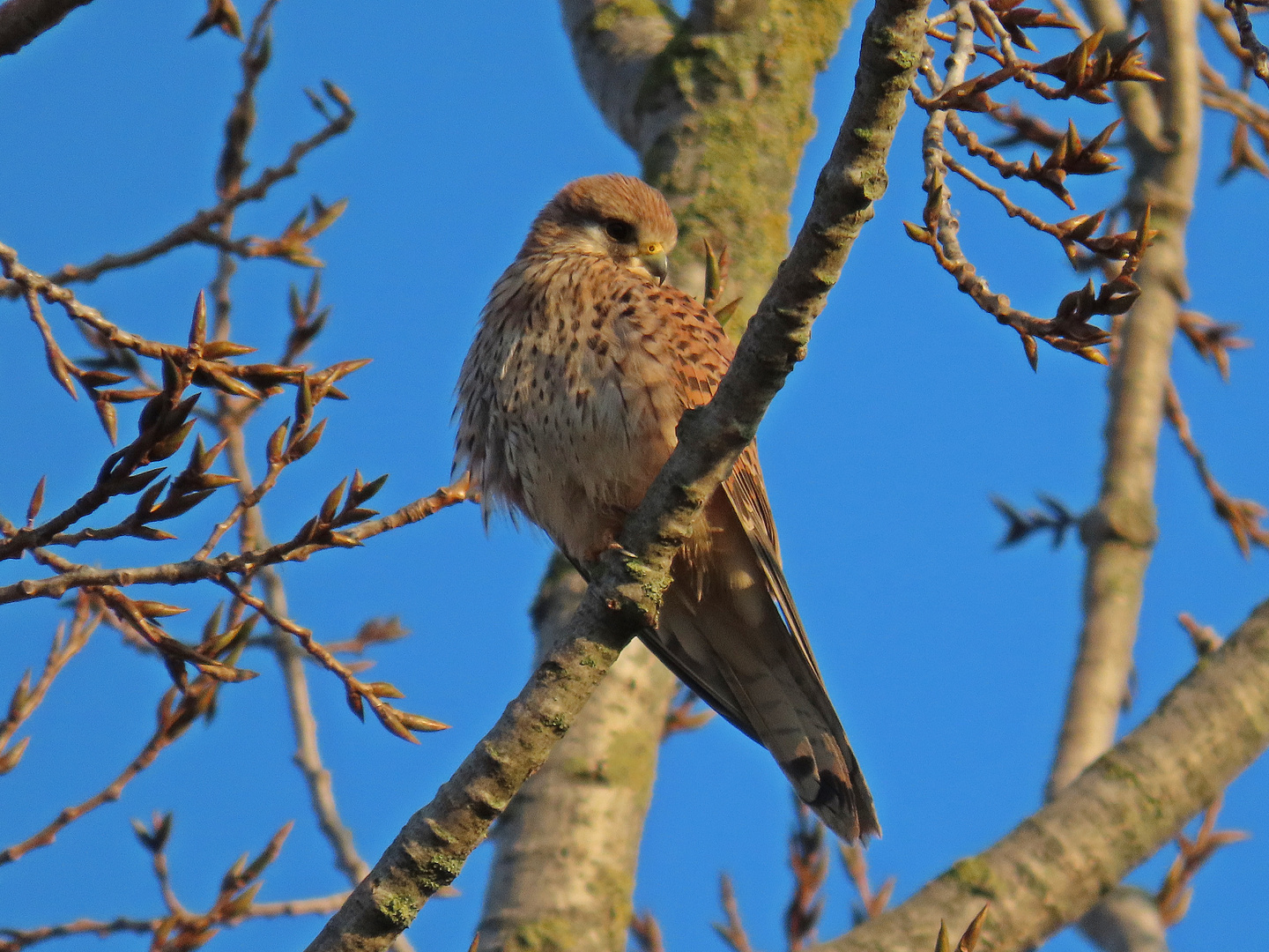 Turmfalke weiblich (13.02.22)