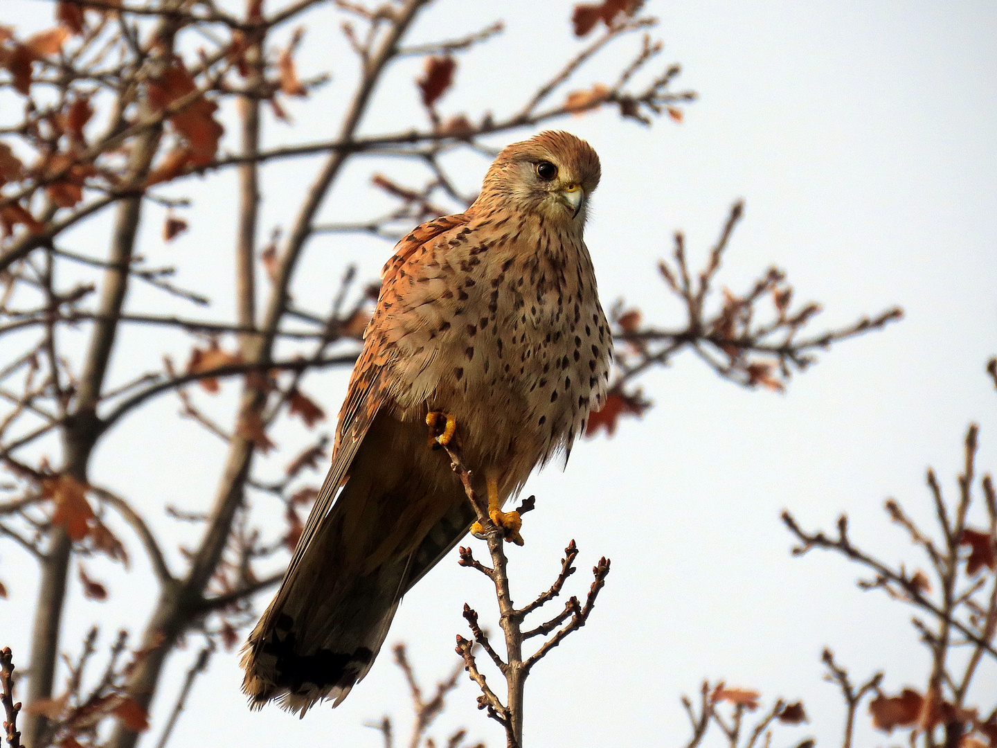 Turmfalke weiblich (22.02.2023)