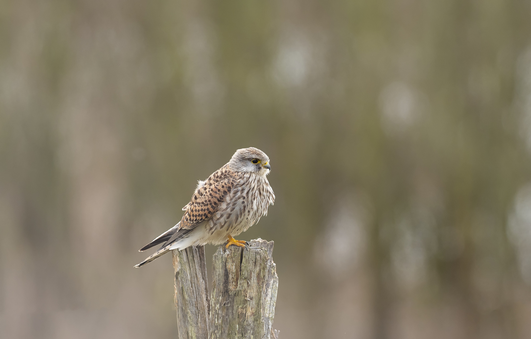 Turmfalke weiblich