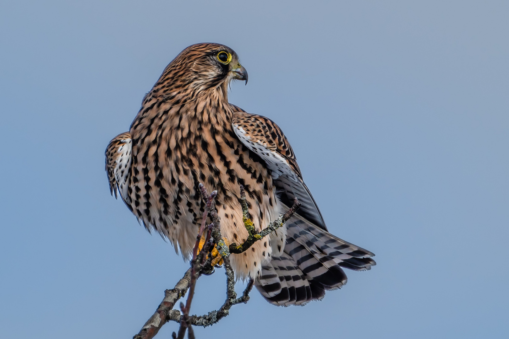 Turmfalke (weiblich)