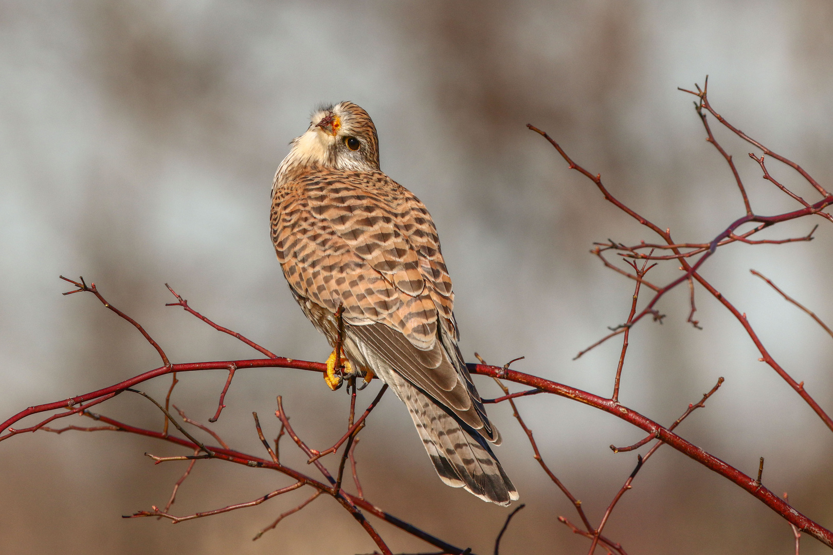 Turmfalke weiblich