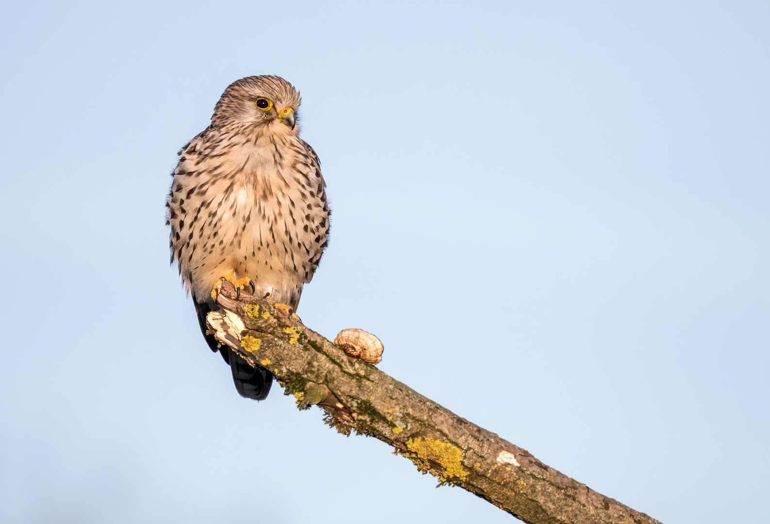 "TURMFALKE", weiblich