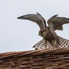 Turmfalke (Weiblich)