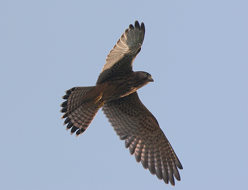 Turmfalke-wildlife