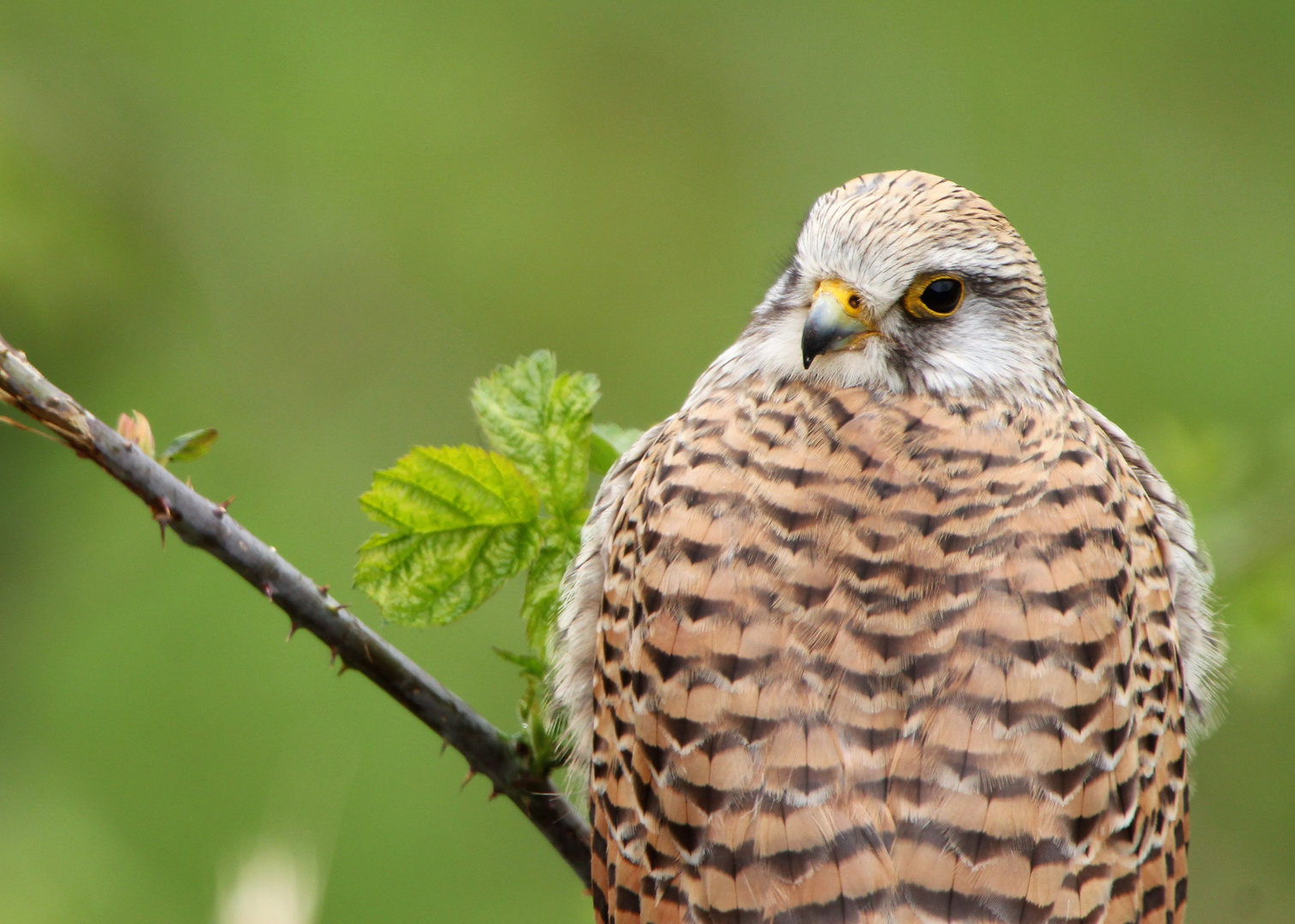 Turmfalke - Wildlife