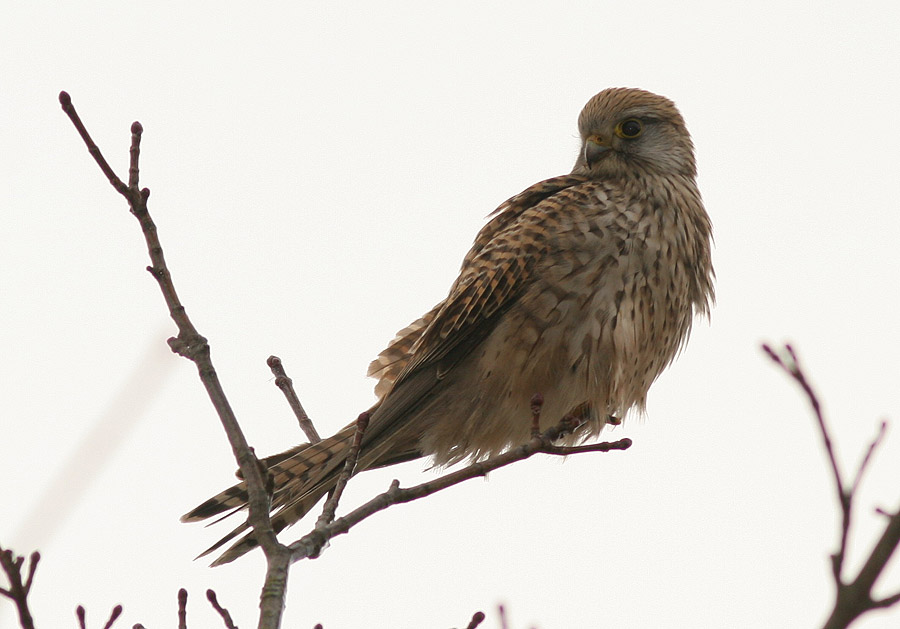 Turmfalke wildlife