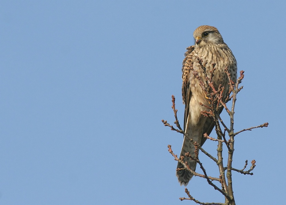 Turmfalke wildlife II