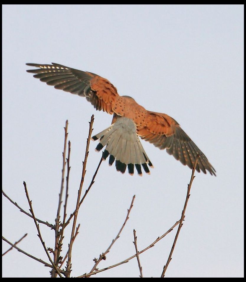 Turmfalke will sich vom Foto drücken und zeigt mir nur den Rücken