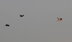 Turmfalke wird von Krähen vertrieben -  (kennt ihr solche Szenen, wo der Jäger zum Gejagten wird?)