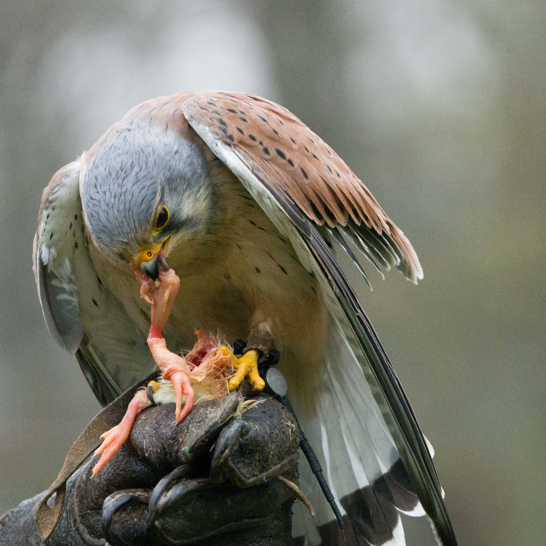 Turmfalke Wisentgehege