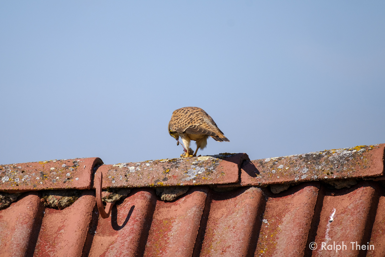 Turmfalke zerlegt Beute