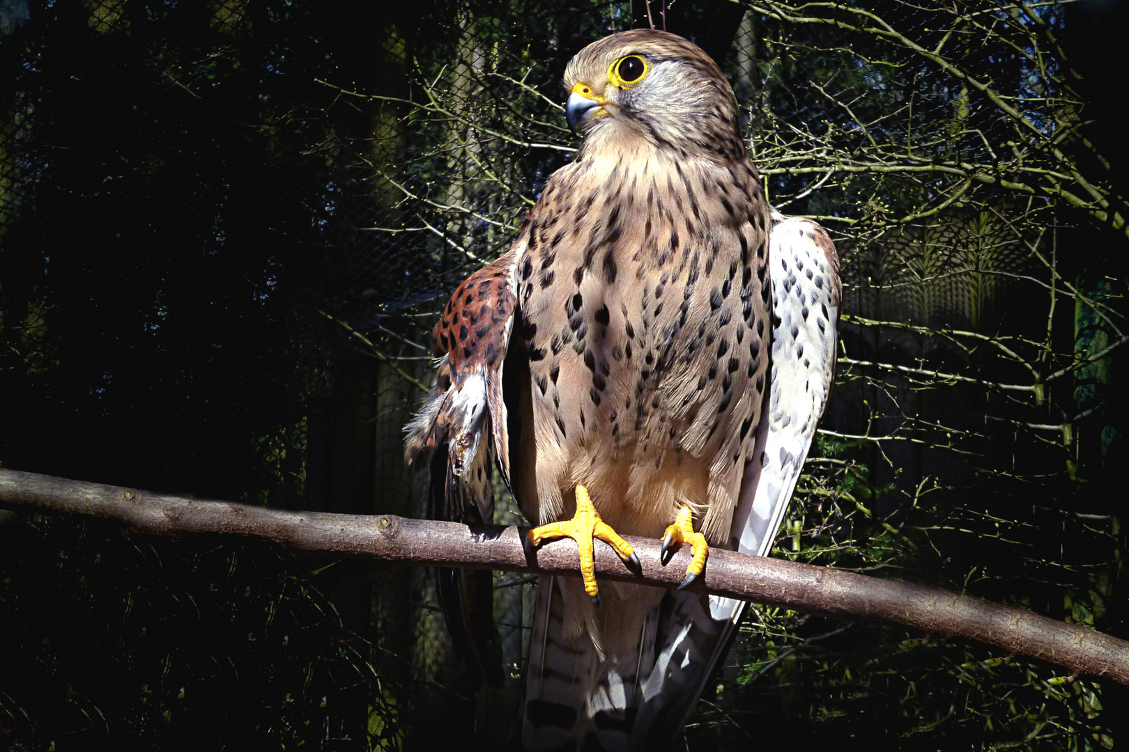 Turmfalke (Zoo Neuwied)