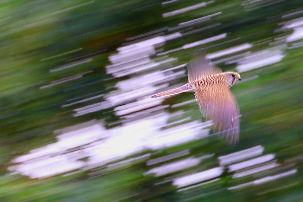 Turmfalke zwischen Grün und Licht