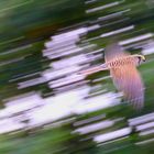 Turmfalke zwischen Grün und Licht