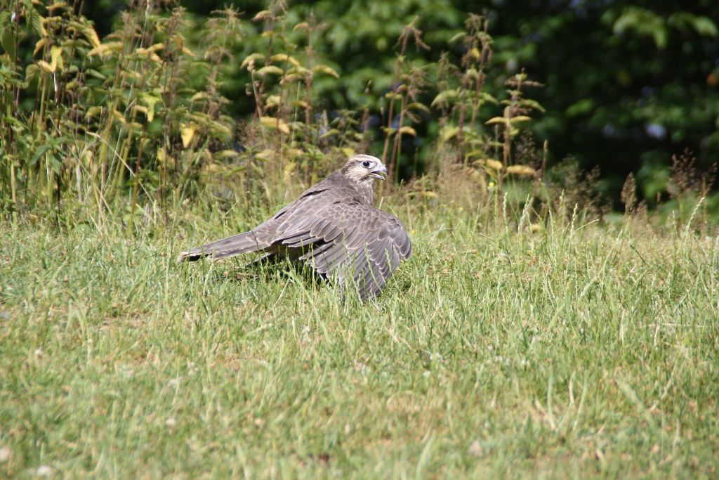 Turmfalke05 Eifel