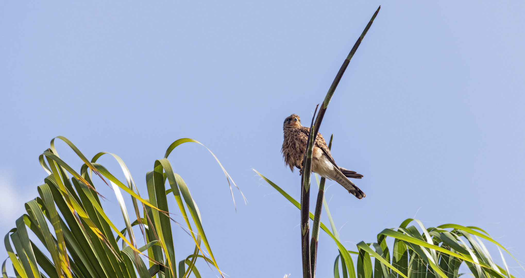 Turmfalke....(Cernicola) Gute Aussicht 