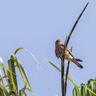 Turmfalke....(Cernicola) Gute Aussicht 