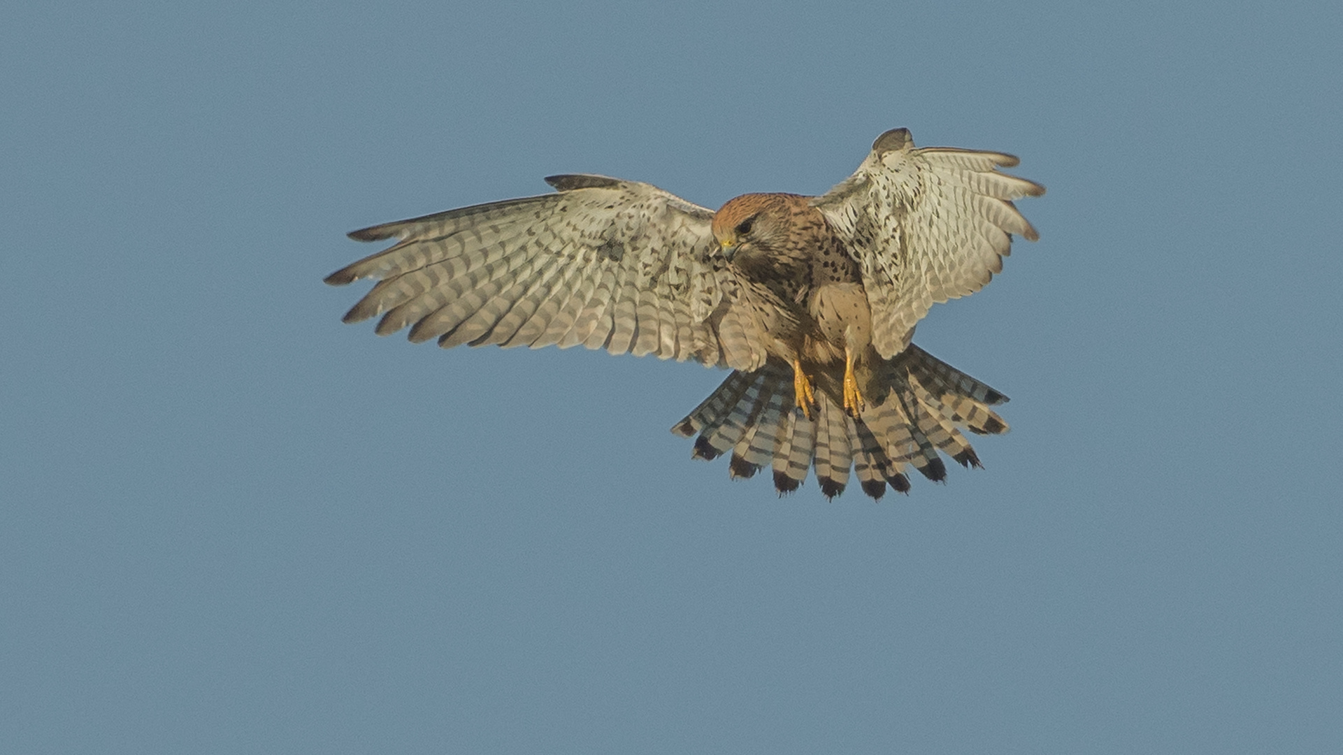 Turmfalke/in  im Rüttelflug