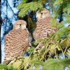 Turmfalkejungs vor dem ersten Ausflug