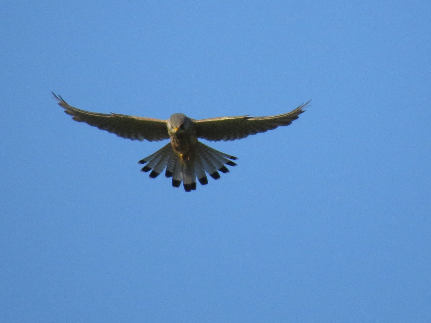 Turmfalke_Kestrel