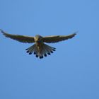 Turmfalke_Kestrel