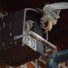 Turmfalken bei der Fütterung