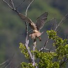 Turmfalken bei der Nachwuchsendmontage