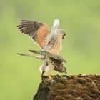 Turmfalken bei der Paarung