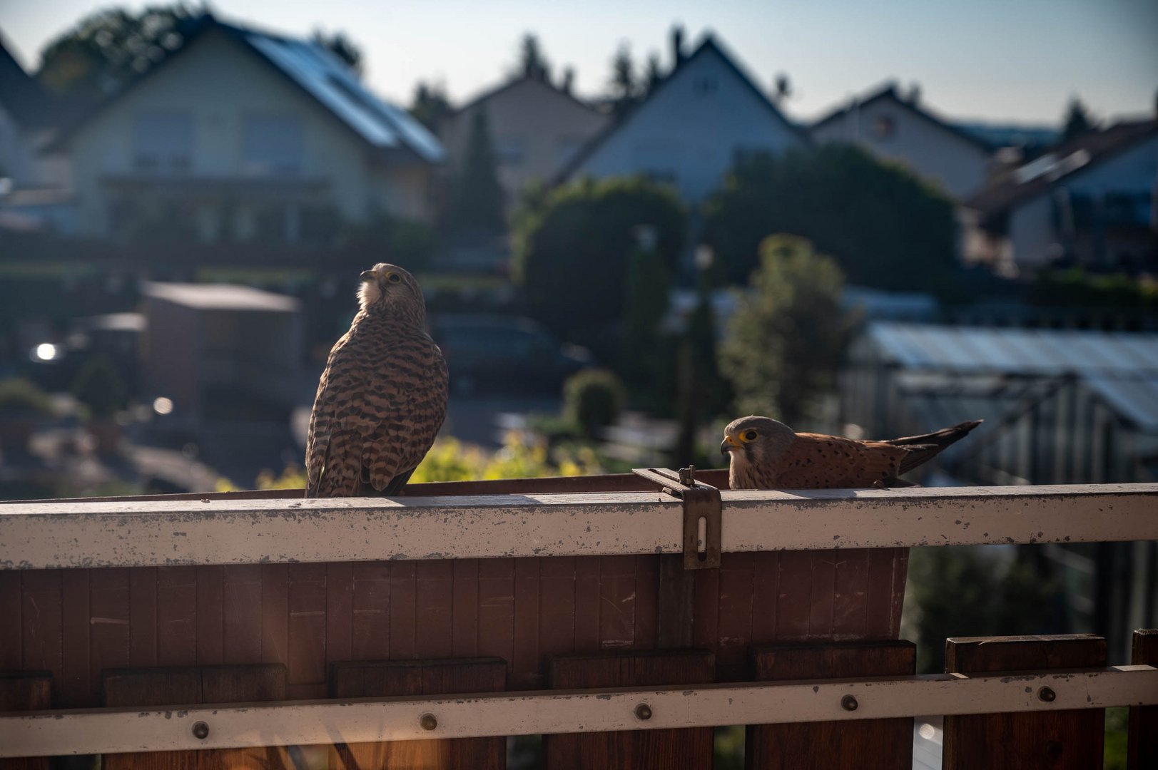 Turmfalken besuchen unseren Balkon