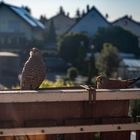 Turmfalken besuchen unseren Balkon