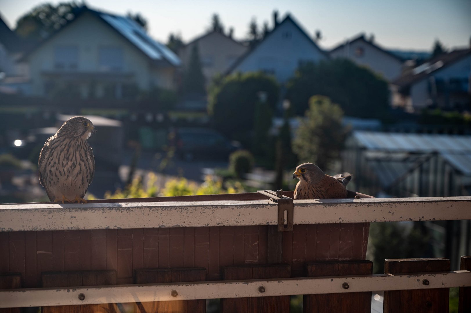 Turmfalken besuchen unseren Balkon