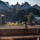 Turmfalken besuchen unseren Balkon