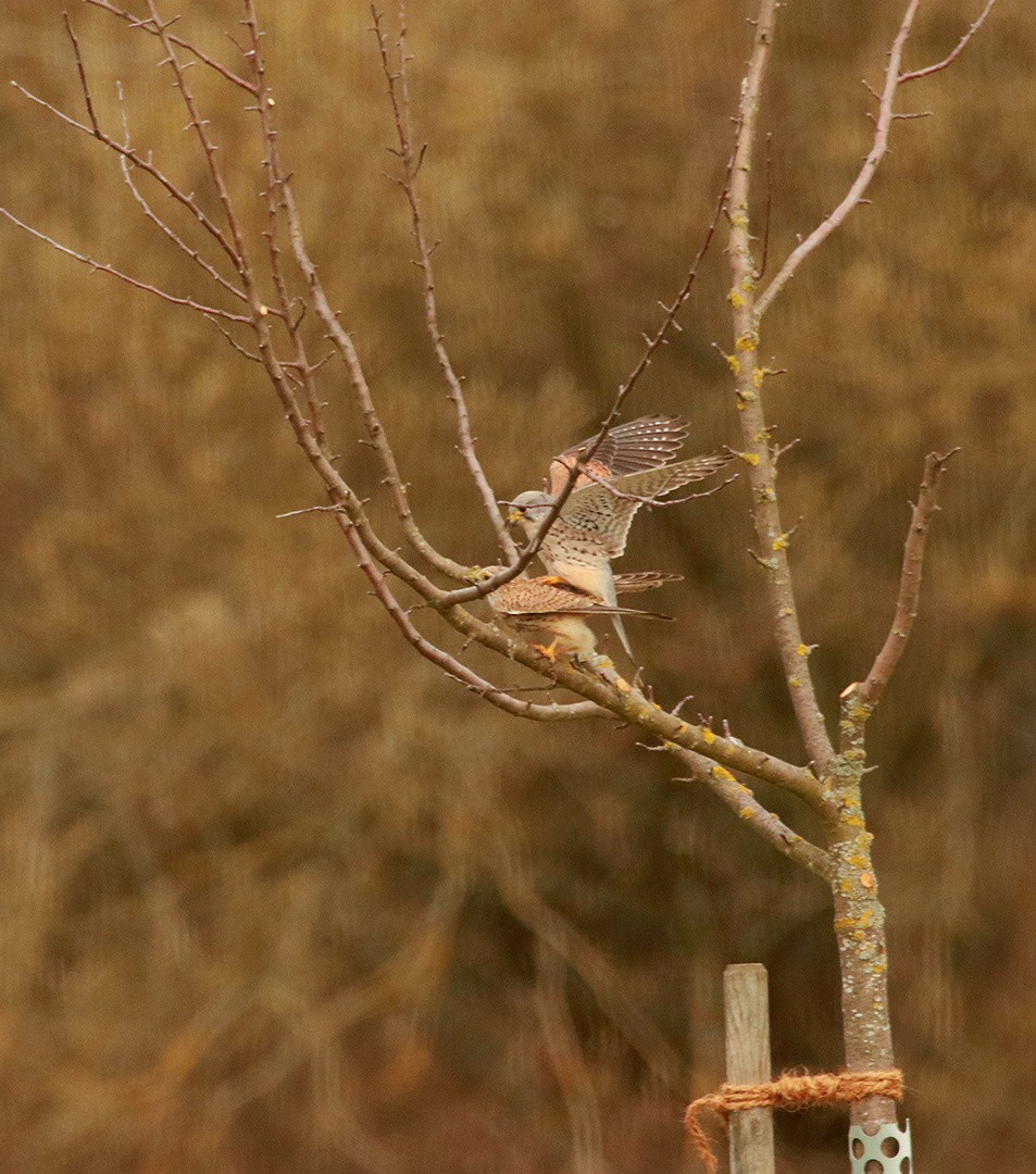 Turmfalken copula 